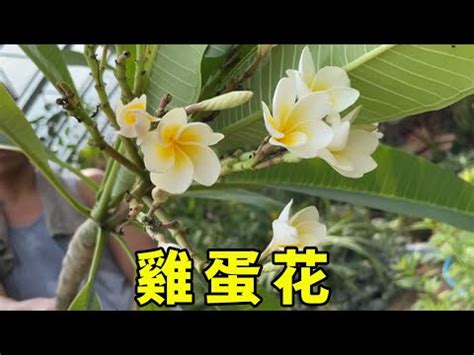 雞蛋花風水禁忌|【雞蛋花風水禁忌】雞蛋花風水禁忌大公開！種錯地點錢財恐散盡。